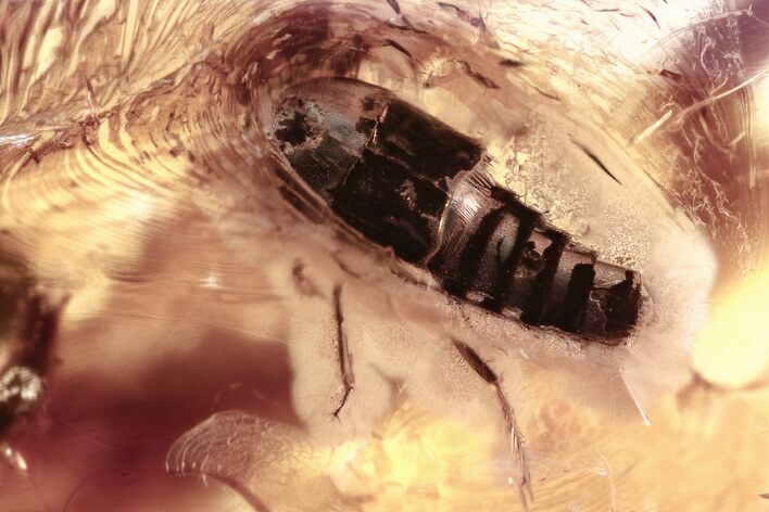 Detailed Fossil Rove Beetle (Staphylinidae) in Baltic Amber #357776